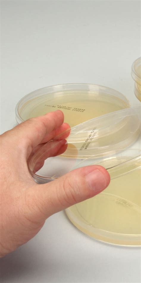 dissolve lb agar without autoclave|pouring agar plates in water.